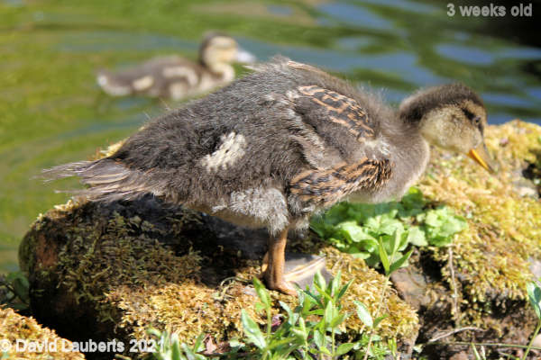 Mallard Duck Picking over the rocks 3:48pm 17th May 2021