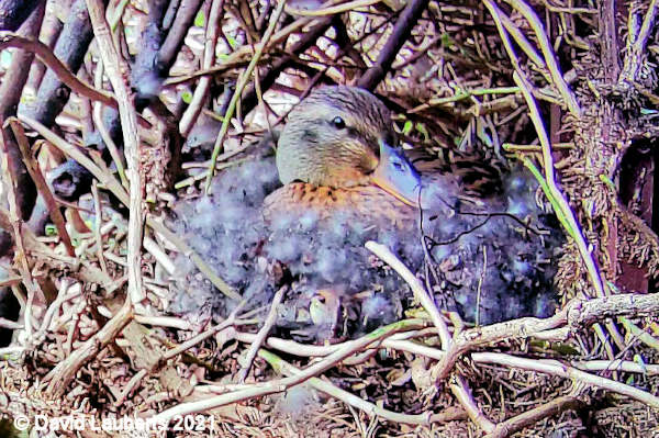 Mallard Duck Down in nest increasing