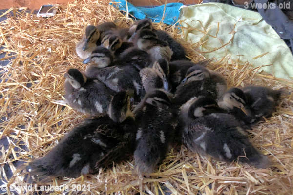 Mallard Duck Settling in for the night 8:59pm 17th May 2021