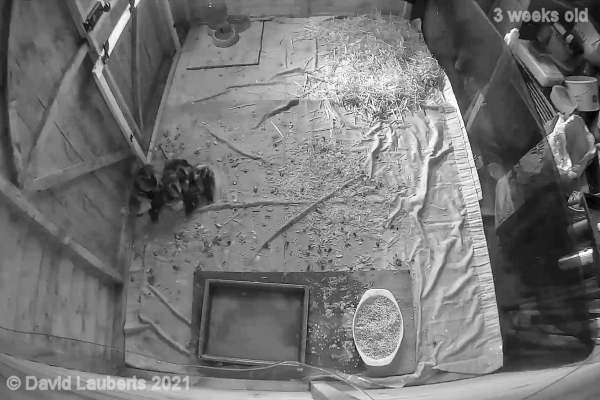 Mallard Duck Moving close to the door pm 18th May 2021