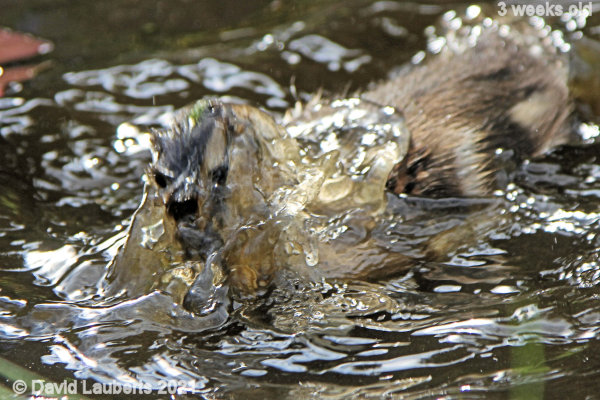 Mallard Duck Wet head 4:16pm 18th May 2021