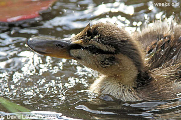 Mallard Duck Say that again 4:16pm 18th May 2021