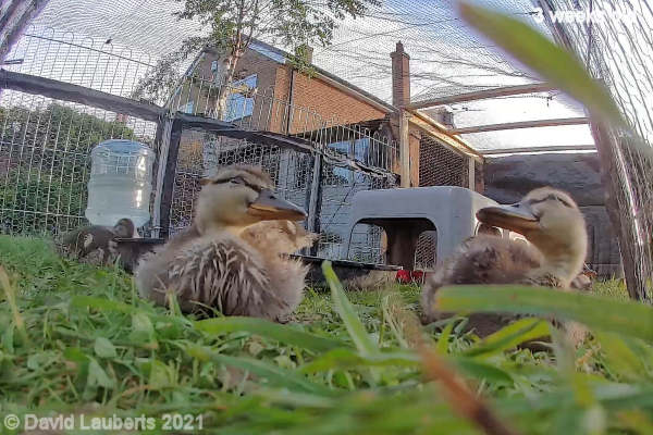 Mallard Duck You and me 7:41pm 18th May 2021