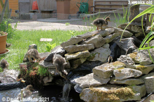 Mallard Duck Climbing the waterfall 10:45am 18th May 2021