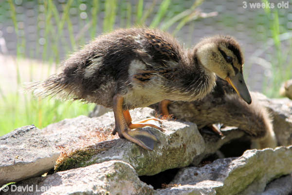 Mallard Duck Going for the plunge 10:45am 18th May 2021