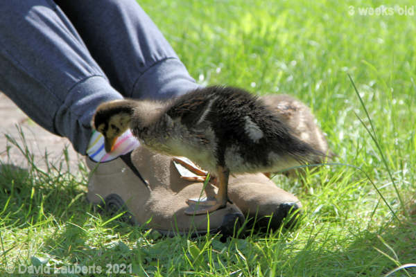 Mallard Duck Nice socks 10:45am 18th May 2021