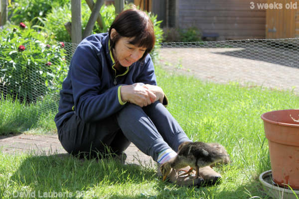 Mallard Duck Let's compare feet 10:45am 18th May 2021