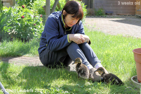 Mallard Duck It's comfortable here 10:45am 18th May 2021
