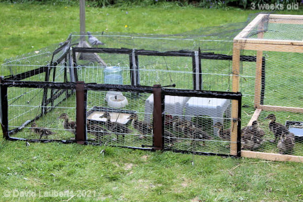 Mallard Duck Demanding to get out 12:20pm 18th May 2021