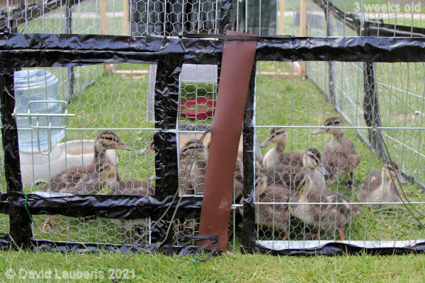 Mallard Duck Queuing for release 12:21pm 18th May 2021