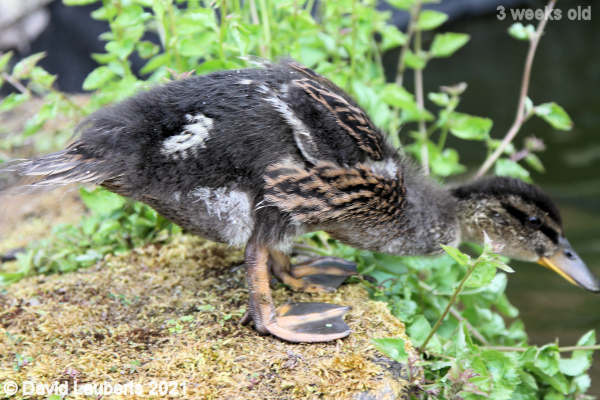 Mallard Duck Donald's big legs 12:22pm 18th May 2021