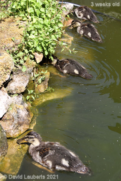 Mallard Duck Inspecting the nooks and crannies 12:33pm 18th May 2021