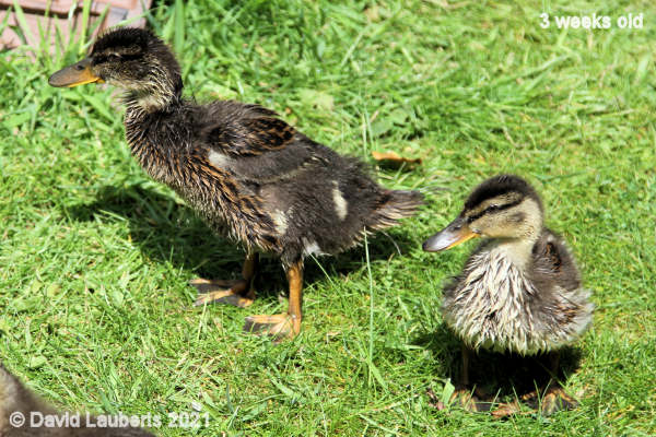 Mallard Duck Looking a bit different 12:40pm 18th May 2021