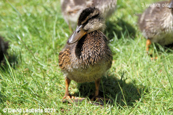 Mallard Duck Developing chest feathers 12:51pm 18th May 2021
