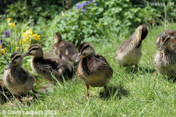 Mallard Duck Let's enjoy the sun 12:52m 18th May 2021