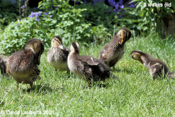 Mallard Duck Preening in the sun 12:42pm 18th May 2021
