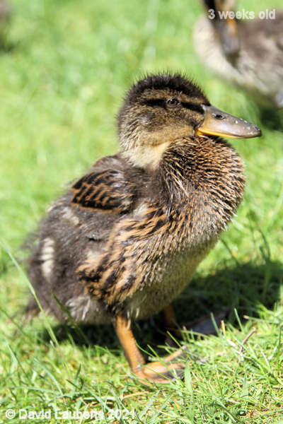 Mallard Duck Donald looking smug 12:53pm 18th May 2021