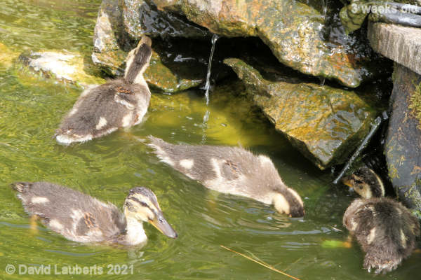 Mallard Duck I'm sure there's more food in here 3:59pm 18th May 2021
