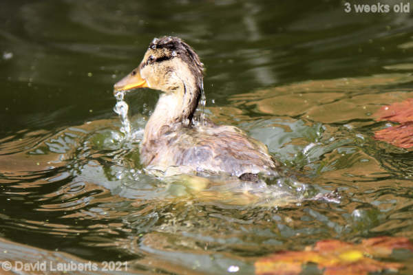Mallard Duck Water off a ducks back 4:02pm 18th May 2021