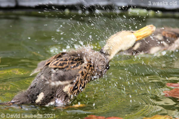 Mallard Duck Shaking all over 4:02pm 18th May 2021