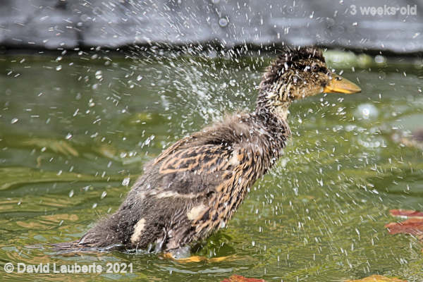 Mallard Duck Water spray 4:02pm 18th May 2021