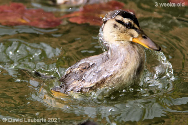 Mallard Duck Water coat 4:02pm 18th May 2021