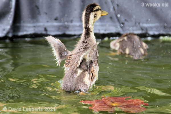 Mallard Duck Wings before 'real' feathers 4:03pm 18th May 2021