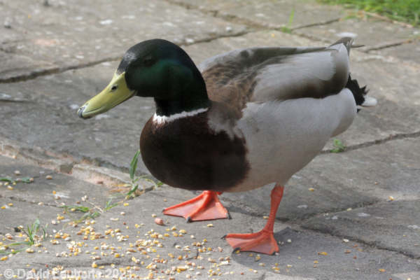 Mallard Duck The unwanted suiter