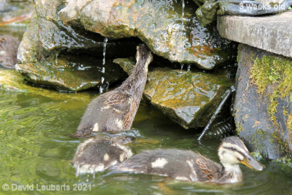 Mallard Duck Perhaps it's at the back 4:03pm 18th May 2021