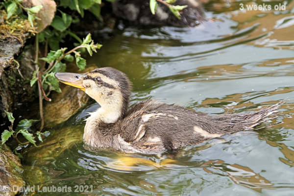Mallard Duck Developing Looking for a tasty morsel 4:04pm 18th May 2021