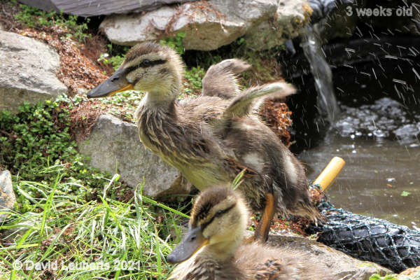 Mallard Duck New balance tools 4:09pm 18th May 2021