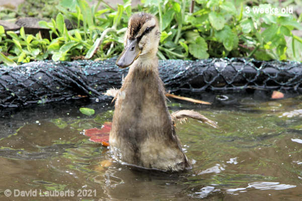 Mallard Duck Trying my balance 4:10pm 18th May 2021