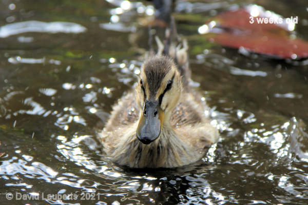 Mallard Duck It's just me 4:16pm 18th May 2021