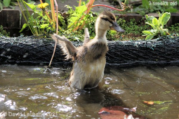 Mallard Duck Walking on water 4:17pm 18th May 2021