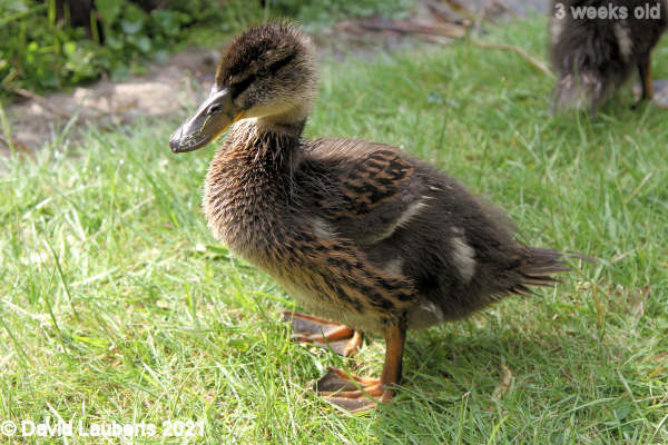 Mallard Duck Feather development looking good 4:17pm 18th May 2021