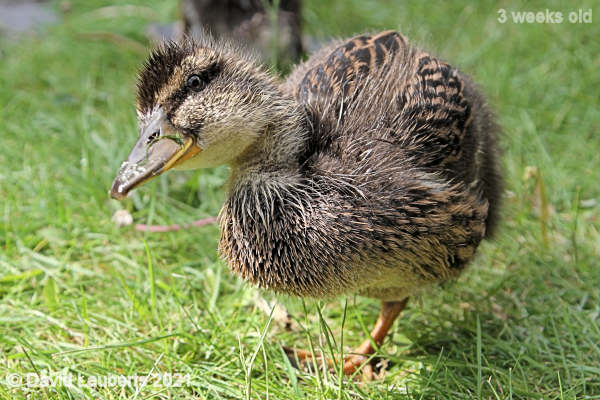 Mallard Duck Itch behind the ear 4:178pm 18th May 2021