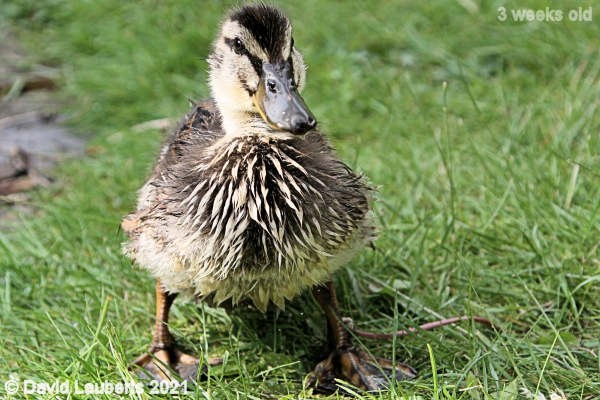 Mallard Duck The Shaggy dog look 4:19pm 18th May 2021