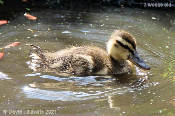 Mallard Duck Baby is still baby 4:21pm 18th May 2021