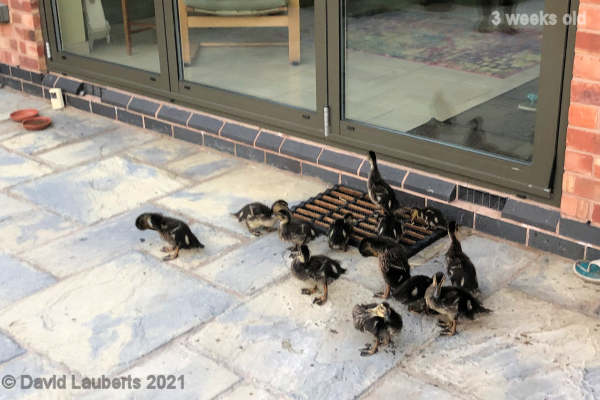 Mallard Duck We want to get in the house 8:34pm 18th May 2021