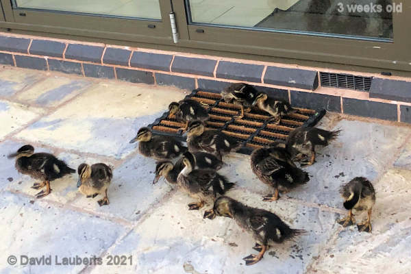 Mallard Duck Deciding where to go 8:34pm 18th May 2021