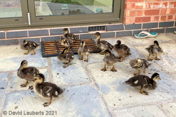 Mallard Duck Picket line protest 8:34pm 18th May 2021