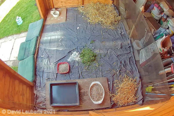 Mallard Duck The shed before occupation 7:06pm 17th May 2021