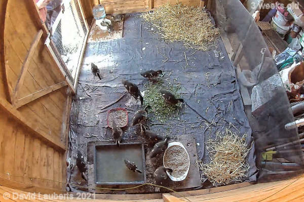 Mallard Duck Inspecting the quarters 7:30pm 17th May 2021