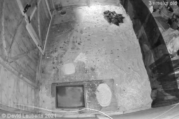 Mallard Duck Settling in on the first night out 10:26pm 17th May 2021