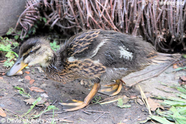 Mallard Duck Sneaking about 10:38am 19th May 2021