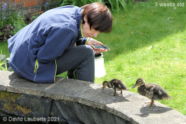 Mallard Duck Move out the way 10:41am 19th May 2021