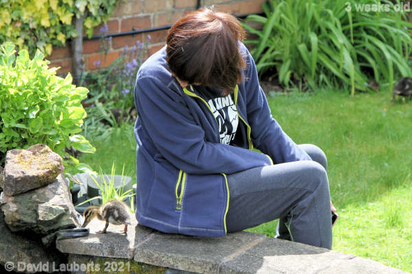 Mallard Duck Hello Baby 10:42am 19th May 2021