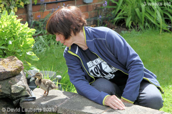 Mallard Duck Are you ignoring me? 10:42am 19th May 2021