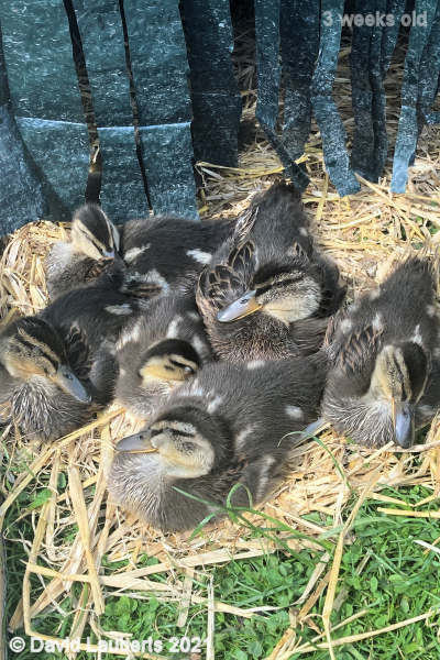Mallard Duck Sunning on the straw 11:07am 19th May 2021