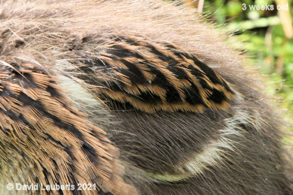 Mallard Duck Developing shoulder feathers close up 3:45am 19th May 2021